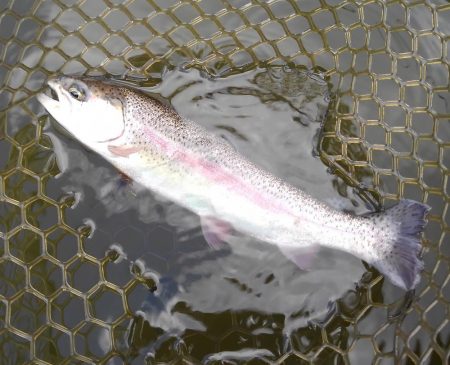 大安トラウトレイク釣果